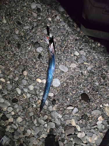 タチウオの釣果