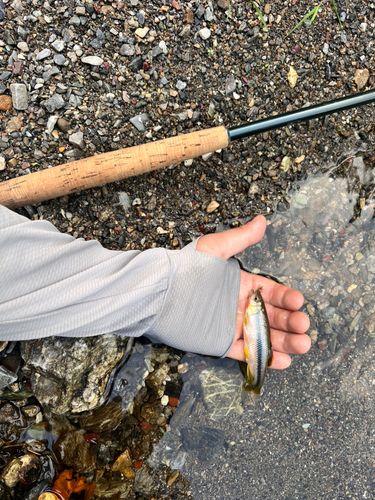 カワムツの釣果