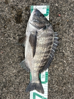 クロダイの釣果