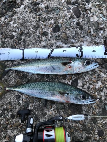 サバの釣果