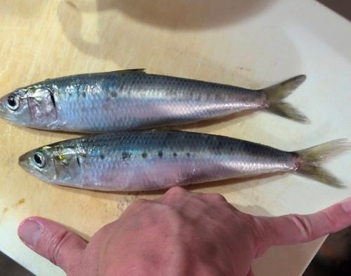 マイワシの釣果