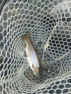 ニジマスの釣果