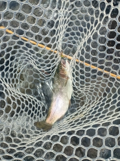 ニジマスの釣果