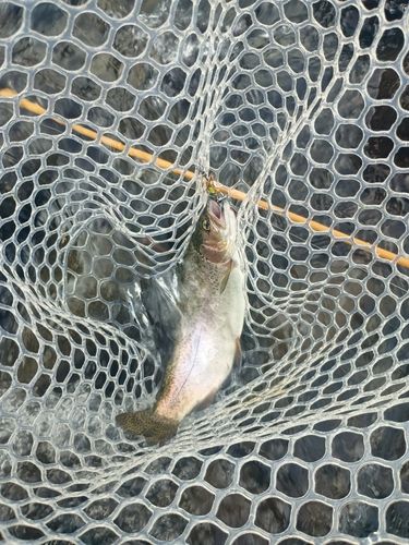 ニジマスの釣果