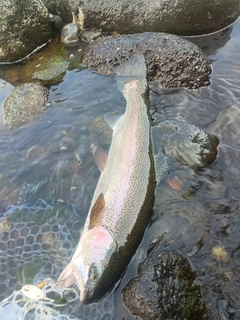 ニジマスの釣果