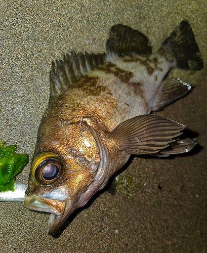 メバルの釣果