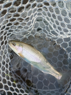ニジマスの釣果