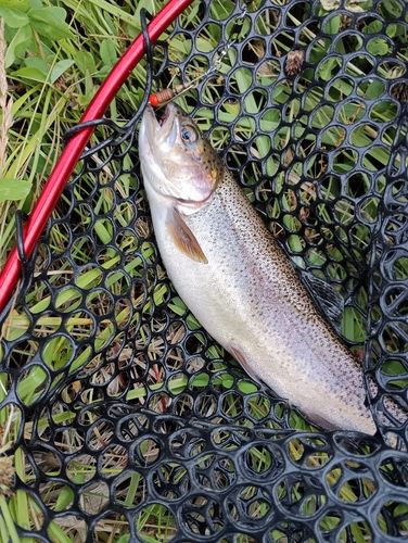 ニジマスの釣果