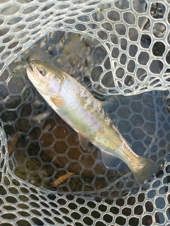 ニジマスの釣果