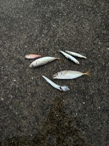 ハコフグの釣果