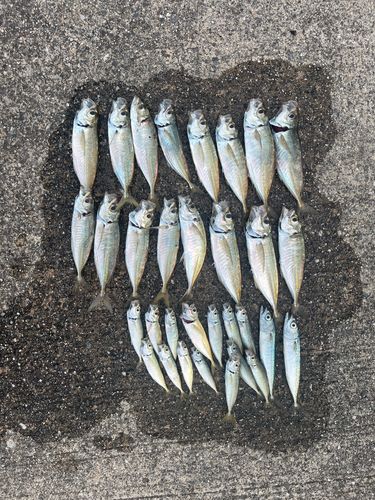 マアジの釣果