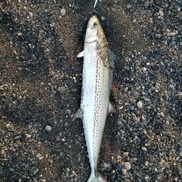 サワラの釣果・釣り情報まとめ【2026年最新】 - アングラーズ | 釣果