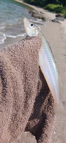 キスの釣果
