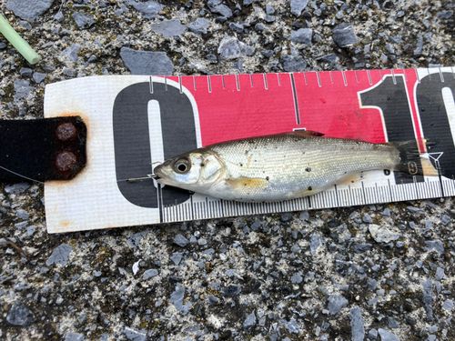 ウグイの釣果