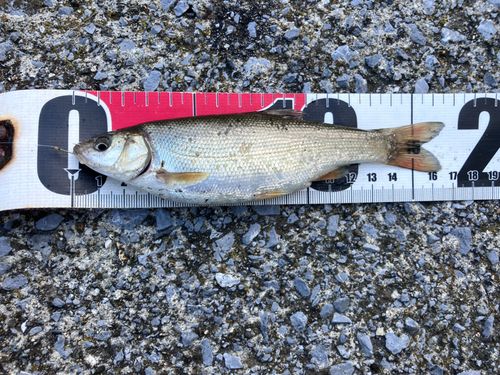 ウグイの釣果