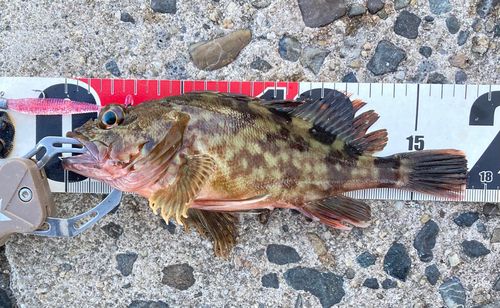 カサゴの釣果