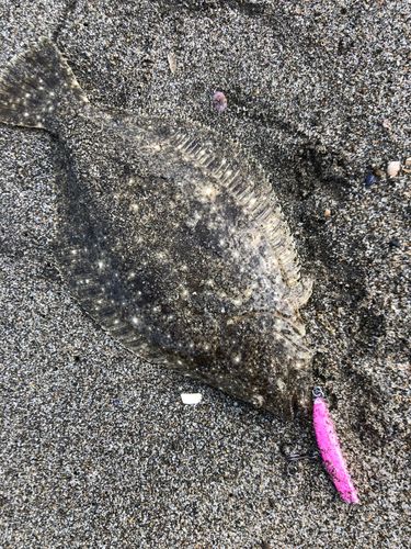 ソゲの釣果