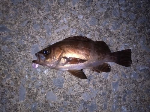 メバルの釣果