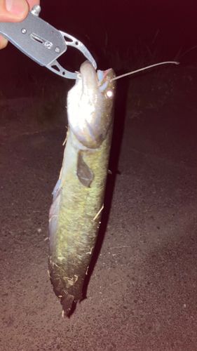 ナマズの釣果