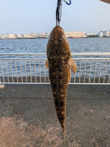 マゴチの釣果