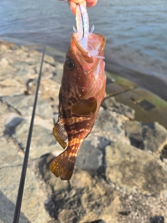 キジハタの釣果
