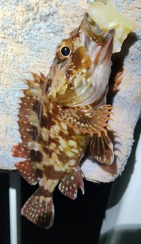 カサゴの釣果