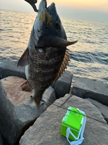 チヌの釣果