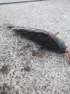 アイナメの釣果