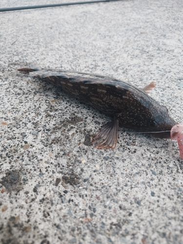 アイナメの釣果