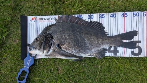 チヌの釣果