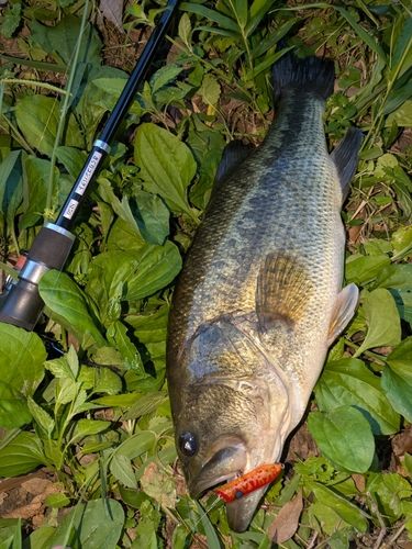 ブラックバスの釣果