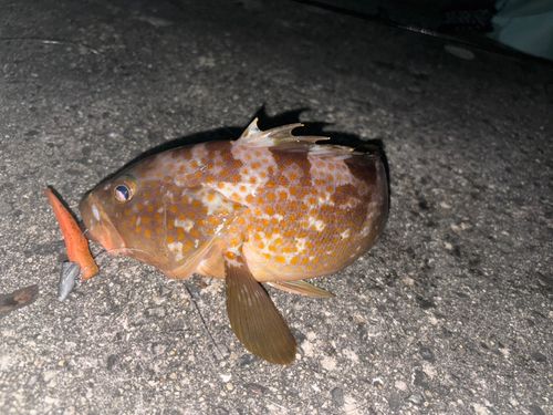 アコウの釣果
