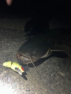 ナマズの釣果