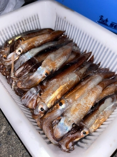 スルメイカの釣果