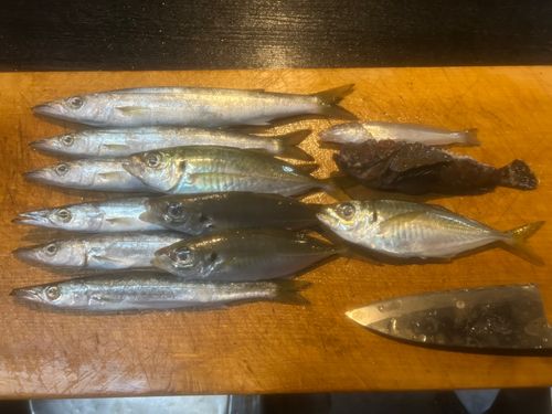 オニオコゼの釣果
