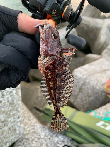 千葉県で釣れたアオリイカの釣り・釣果情報 - アングラーズ | 釣果600