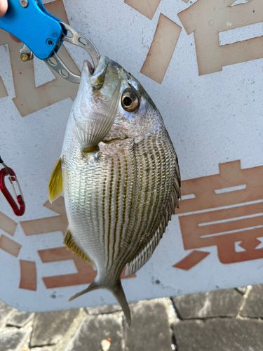 キビレの釣果