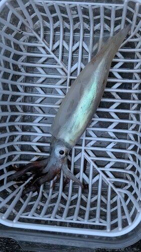 スルメイカの釣果