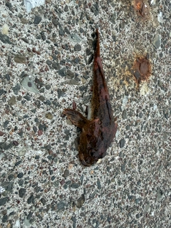 カジカの釣果