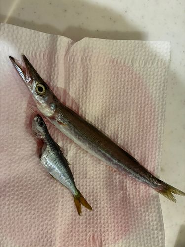 ヤマトカマスの釣果
