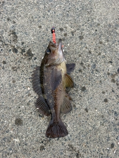 エゾメバルの釣果