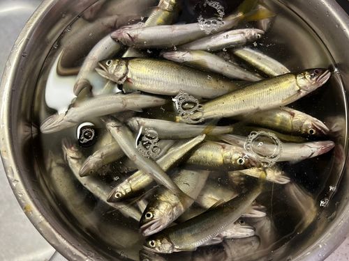コアユの釣果