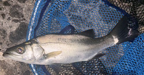 フッコ（ヒラスズキ）の釣果
