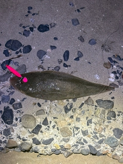シタビラメの釣果