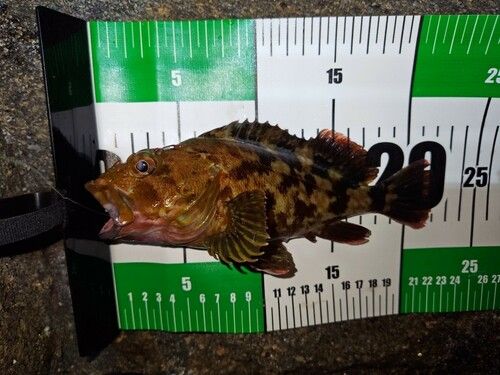 カサゴの釣果