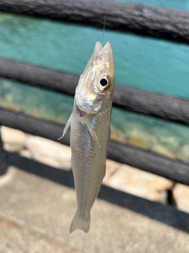 アオハタの釣果