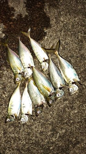 マアジの釣果