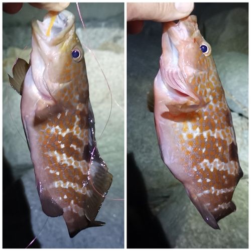 アコウの釣果