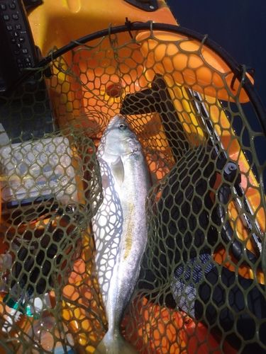 ハマチの釣果