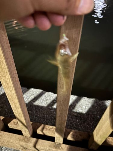 マハゼの釣果